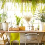 jardin interieur plante